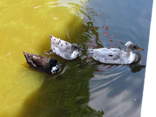 Enten unterwegs