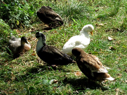 Enten unterwegs