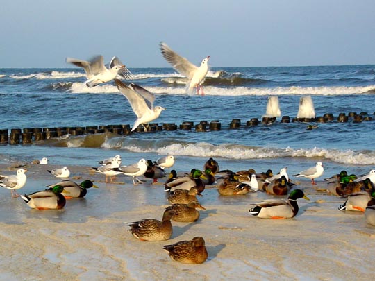 Enten unterwegs