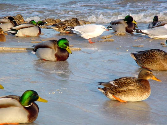 Enten unterwegs