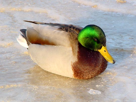 Enten unterwegs