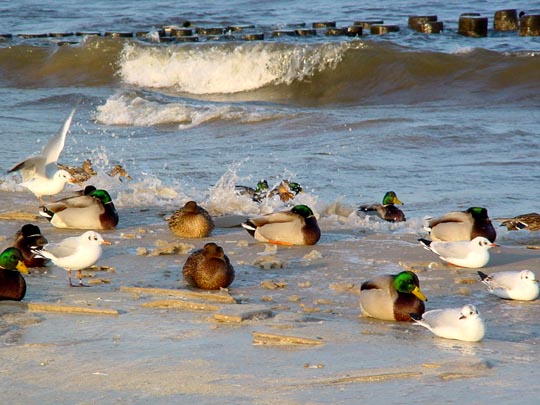 Enten unterwegs