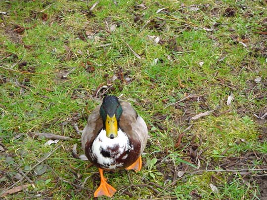 Enten unterwegs