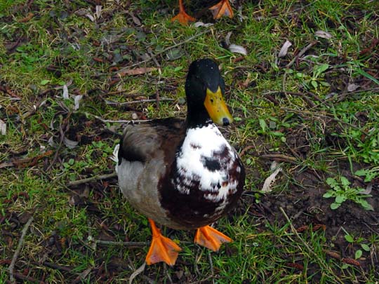 Enten unterwegs
