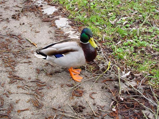 Enten unterwegs