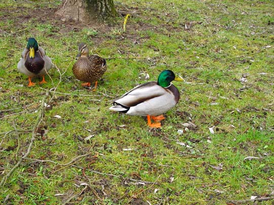 Enten unterwegs