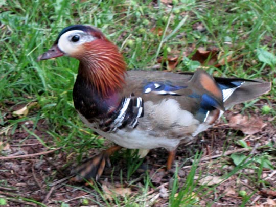 Aix galericulata, Mandarinenten