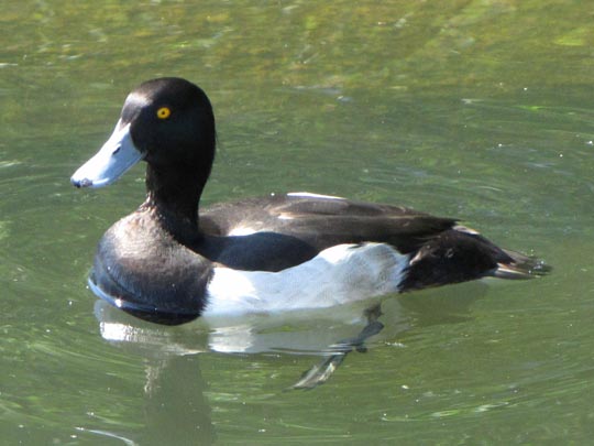 Enten unterwegs, Aythya fuligula, Reiherenten