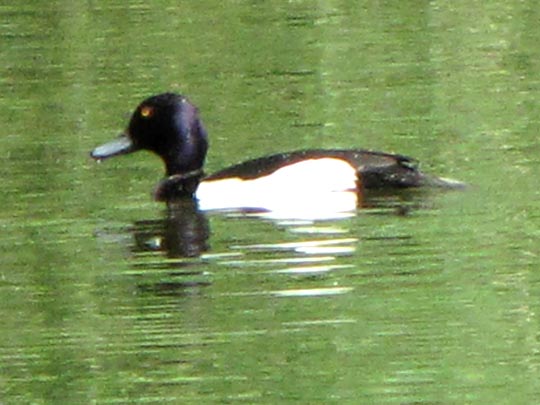 Enten unterwegs, Aythya fuligula, Reiherenten