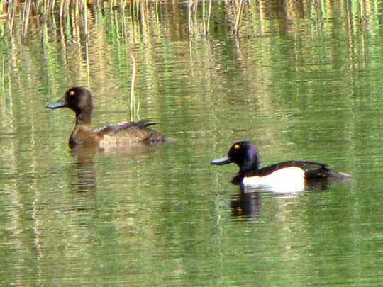 Enten unterwegs, Aythya fuligula, Reiherenten