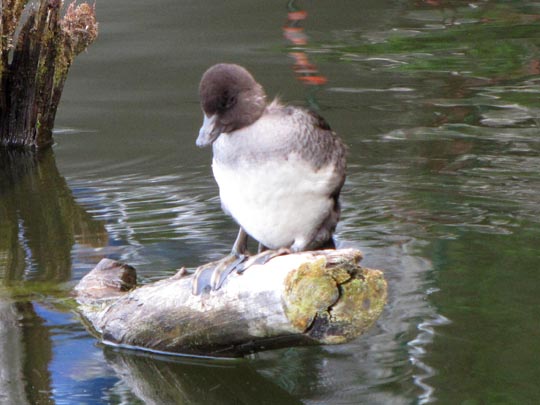 Enten unterwegs, Aythya fuligula, Reiherenten