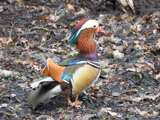 Aix galericulata, Mandarinenten