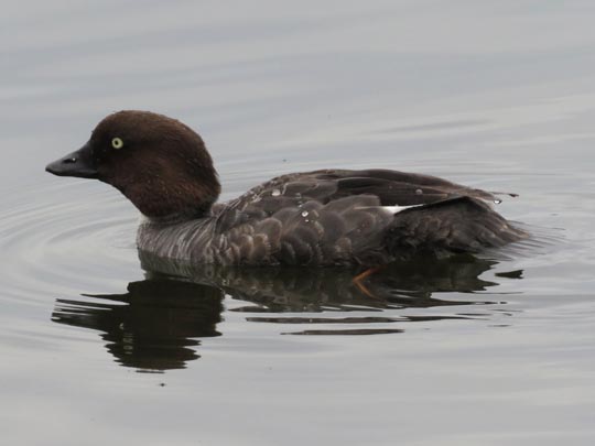 Bucephala clangula, Schellenten
