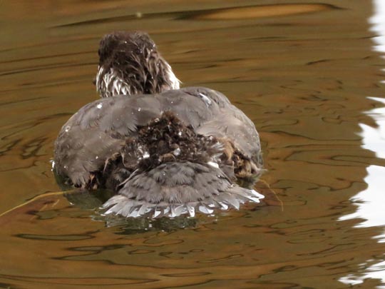 Bucephala clangula, Schellenten