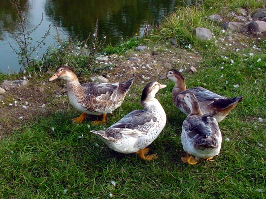 Enten unterwegs
