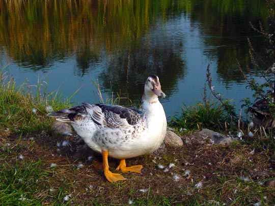 Enten unterwegs