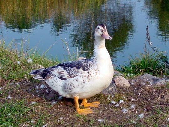 Enten unterwegs