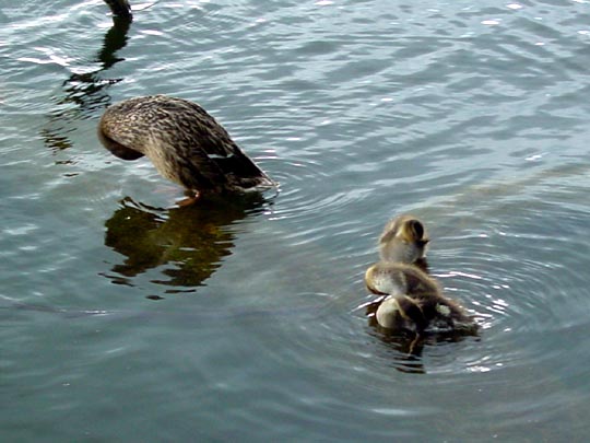 Enten unterwegs