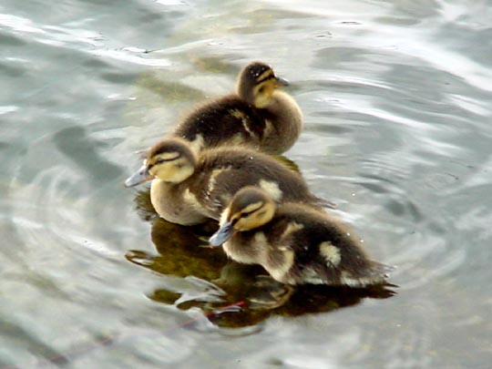 Enten unterwegs