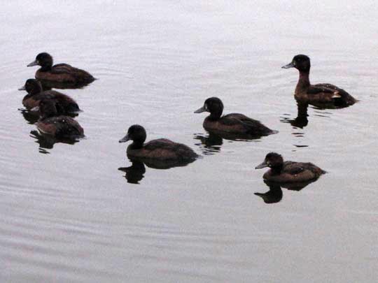 Enten unterwegs, Aythya fuligula, Reiherenten