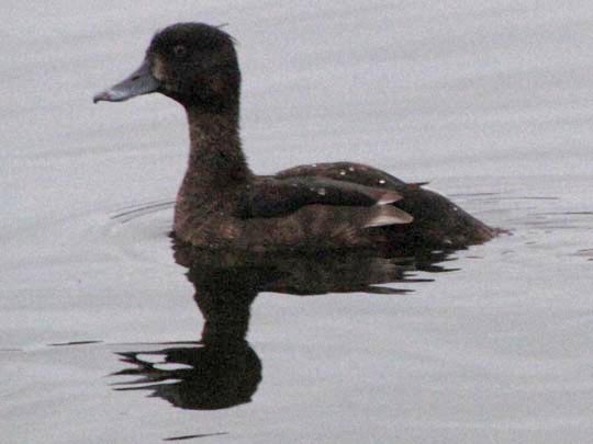 Enten unterwegs, Aythya fuligula, Reiherenten