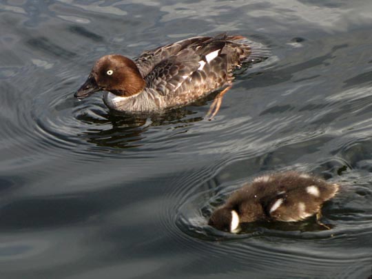Enten unterwegs, Bucephala clangula, Schellenten