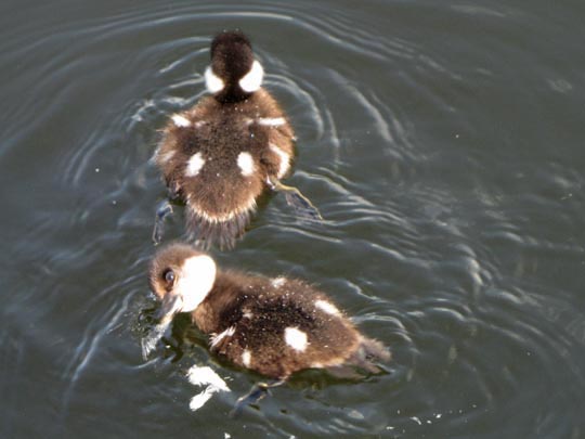 Enten unterwegs, Bucephala clangula, Schellenten