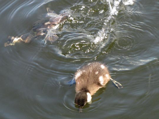 Enten unterwegs, Bucephala clangula, Schellenten