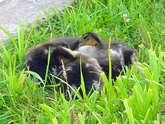 Enten unterwegs