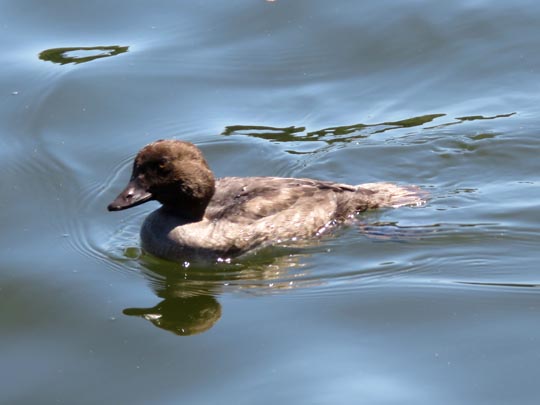 Bucephala clangula, Schellenten