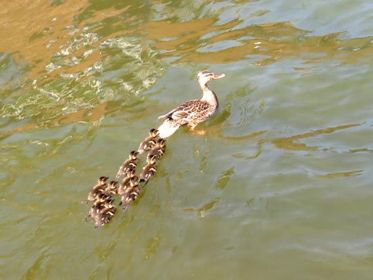 Anas platyrhynchos, Stockenten