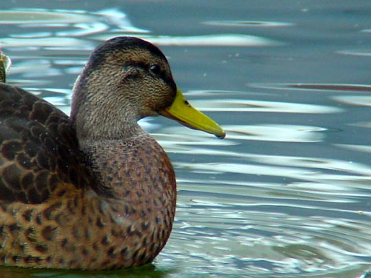 Enten unterwegs