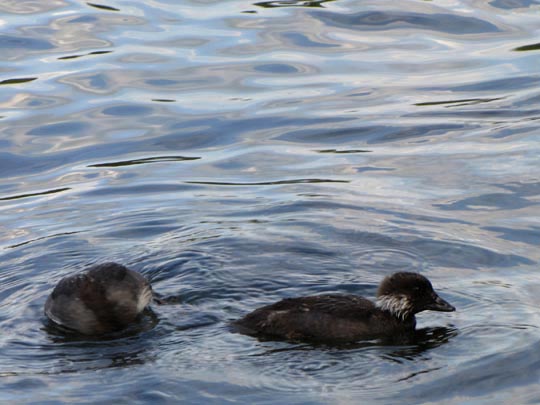 Enten unterwegs, Bucephala clangula, Schellenten