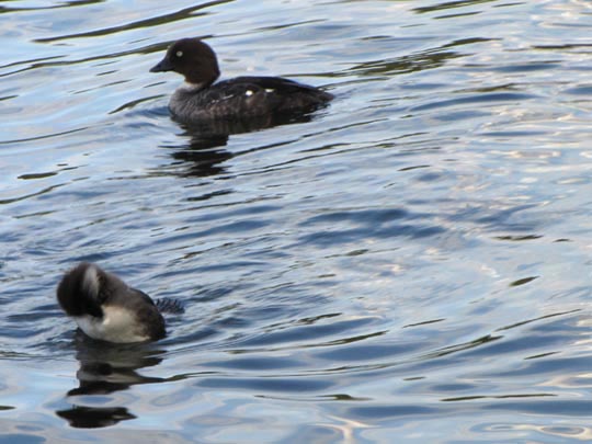 Enten unterwegs, Bucephala clangula, Schellenten