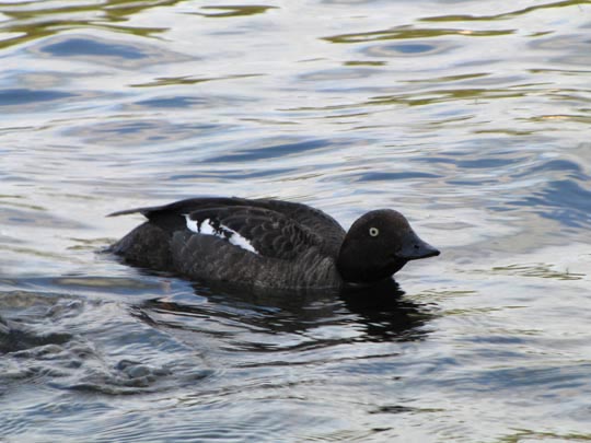 Enten unterwegs, Bucephala clangula, Schellenten