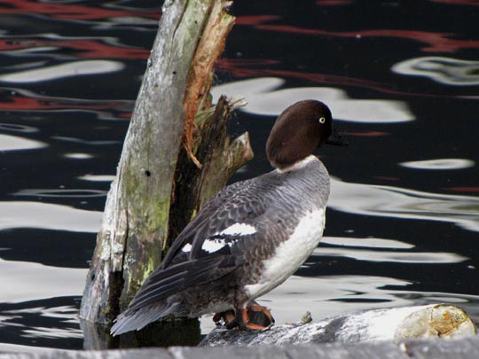 Enten unterwegs, Bucephala clangula, Schellenten