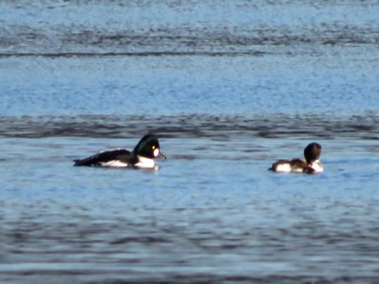 Bucephala clangula, Schellenten