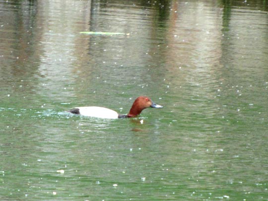 Enten unterwegs, Aythya ferina, Tafelente
