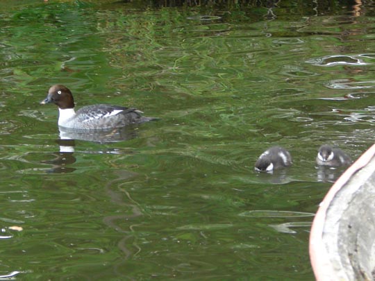 Bucephala clangula, Schellenten