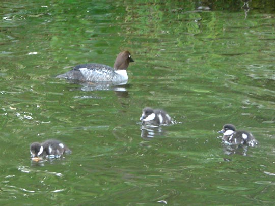 Bucephala clangula, Schellenten