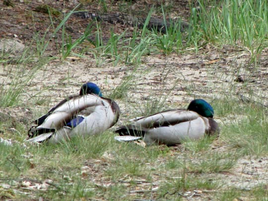 Enten unterwegs