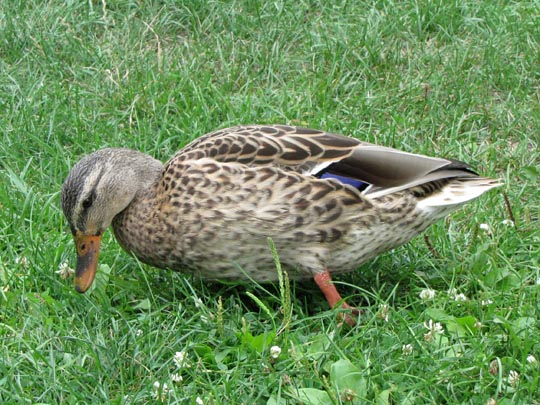Enten unterwegs