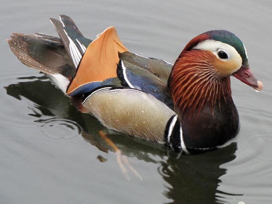 Aix galericulata, Mandarinenten