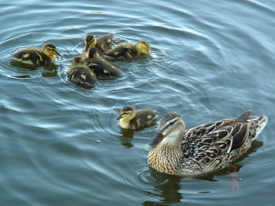 Enten unterwegs