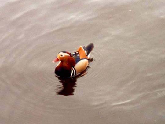 Enten unterwegs