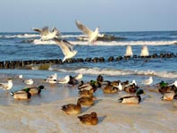 Enten unterwegs