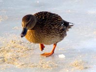 Enten unterwegs