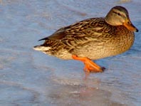 Enten unterwegs