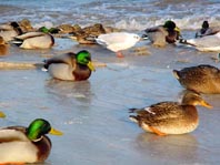 Enten unterwegs