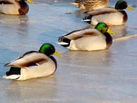 Enten unterwegs